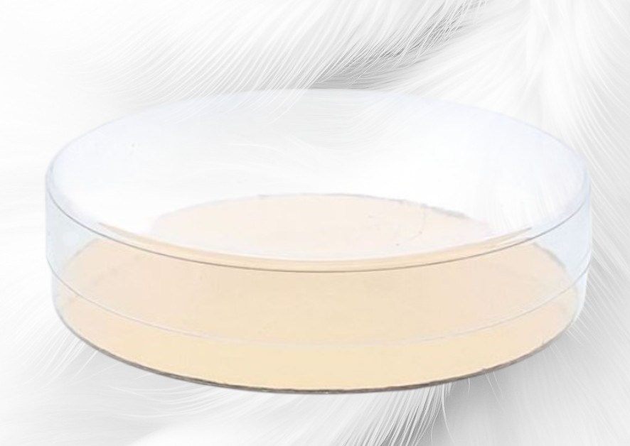 Boîte à gâteaux Cello ronde